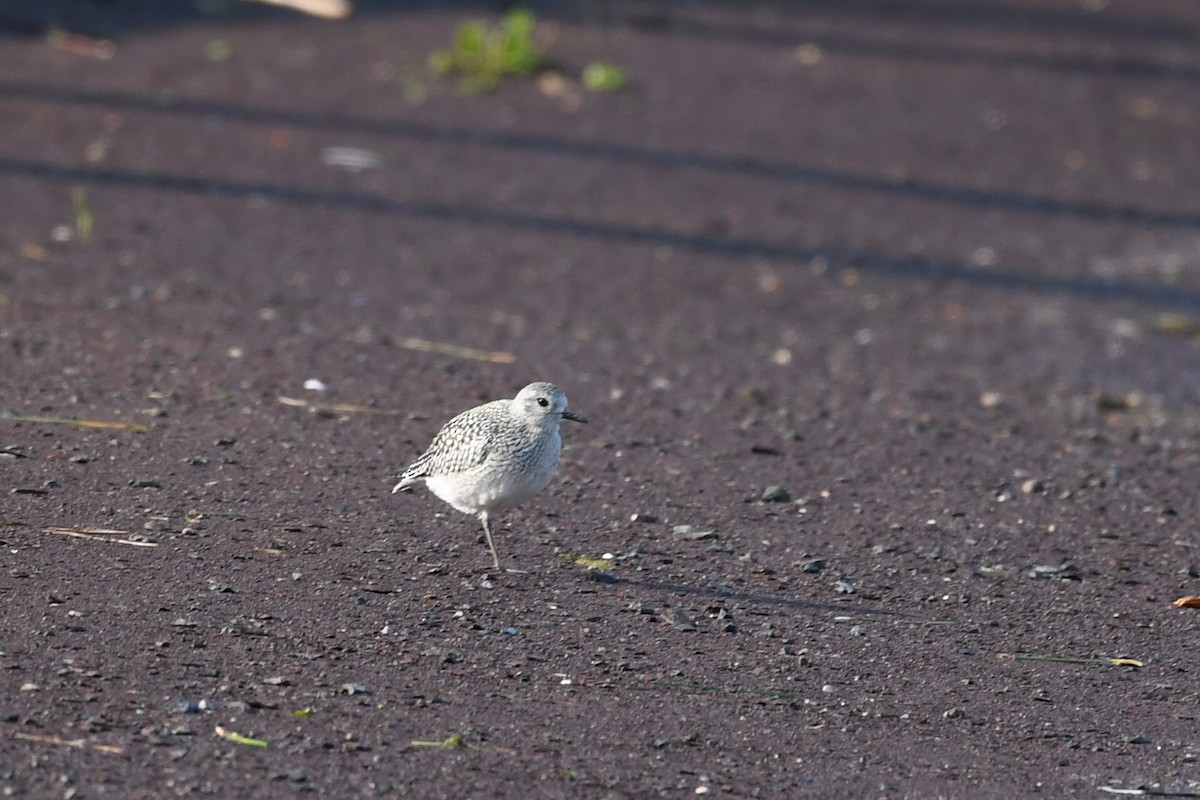 灰斑鴴 - ML641671220