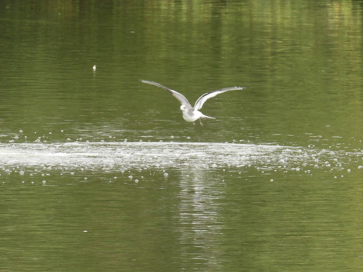 Sabine's Gull - ML641671227