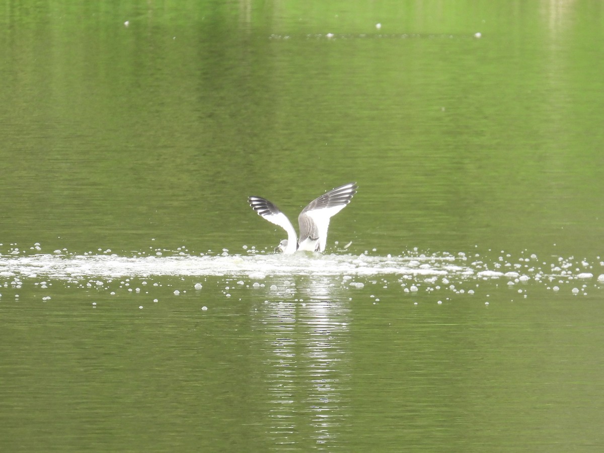 Sabine's Gull - ML641671228