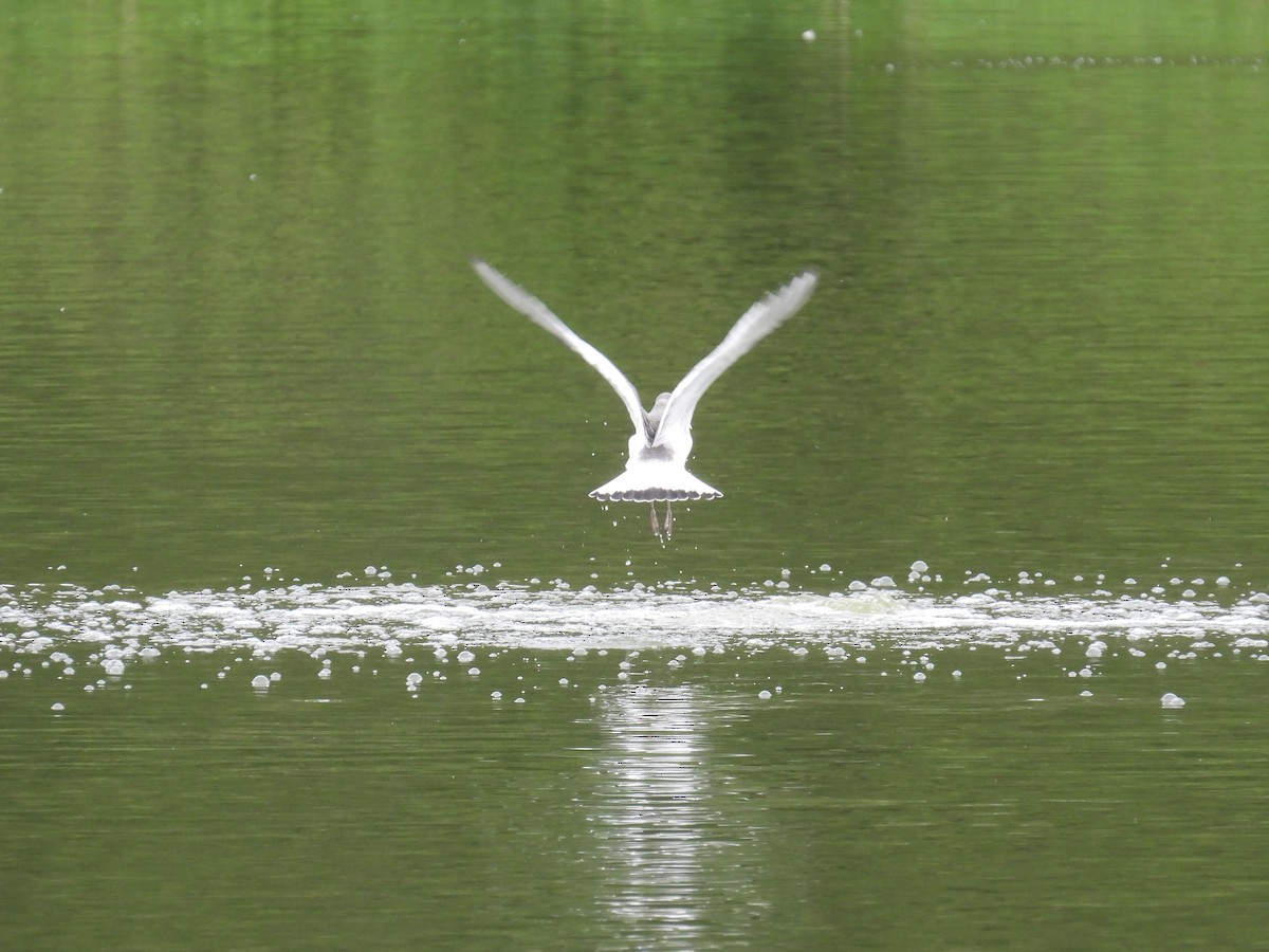 Sabine's Gull - ML641671229