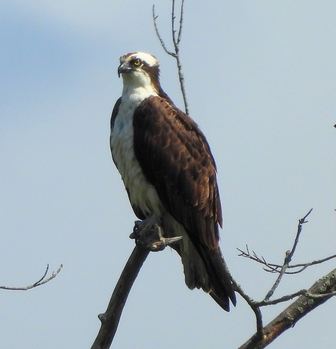 Águila Pescadora - ML641671238
