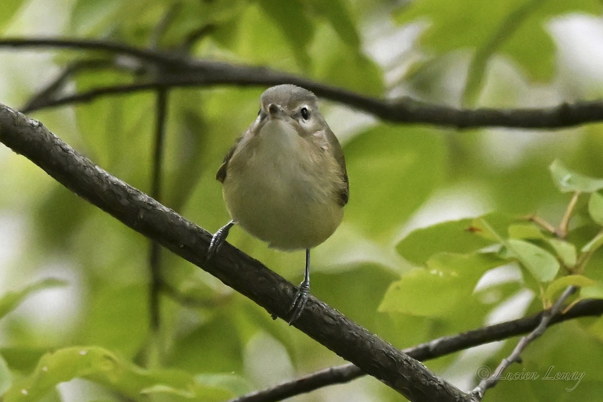 Warbling Vireo - ML641671252