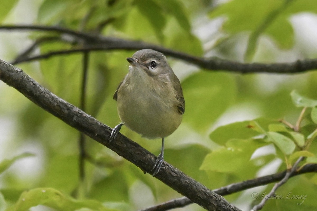 Warbling Vireo - ML641671253