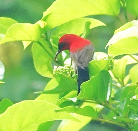 Karmesinnektarvogel - ML641671259