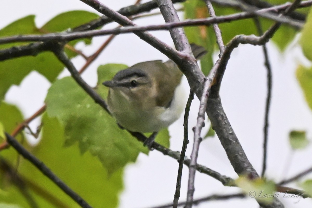 Vireo begigorria - ML641671365