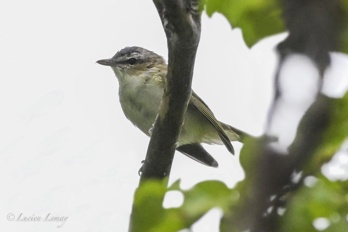 Vireo begigorria - ML641671380