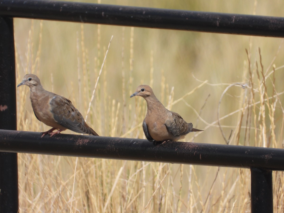 Mourning Dove - ML641671395