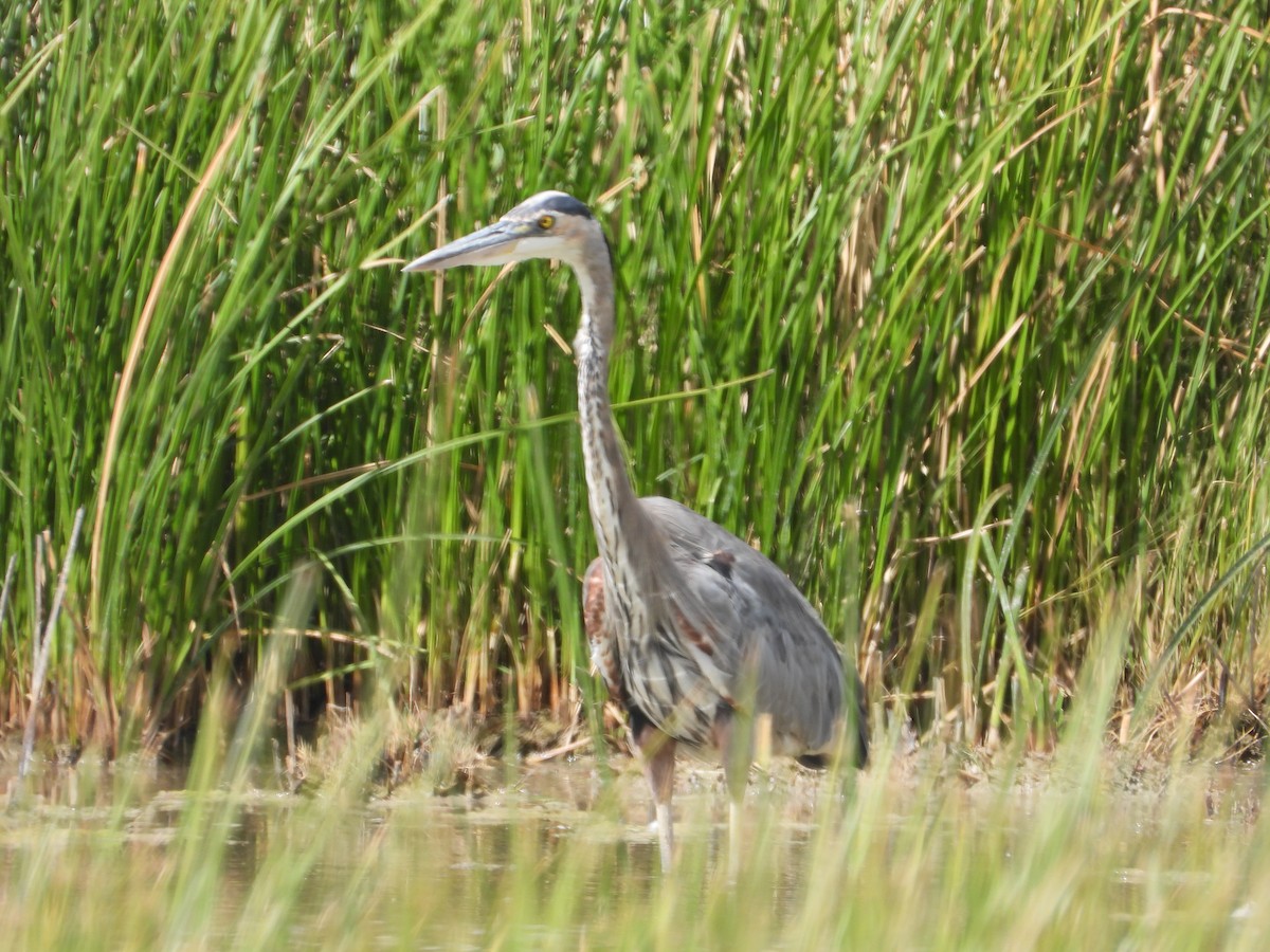 Great Blue Heron - ML641671418