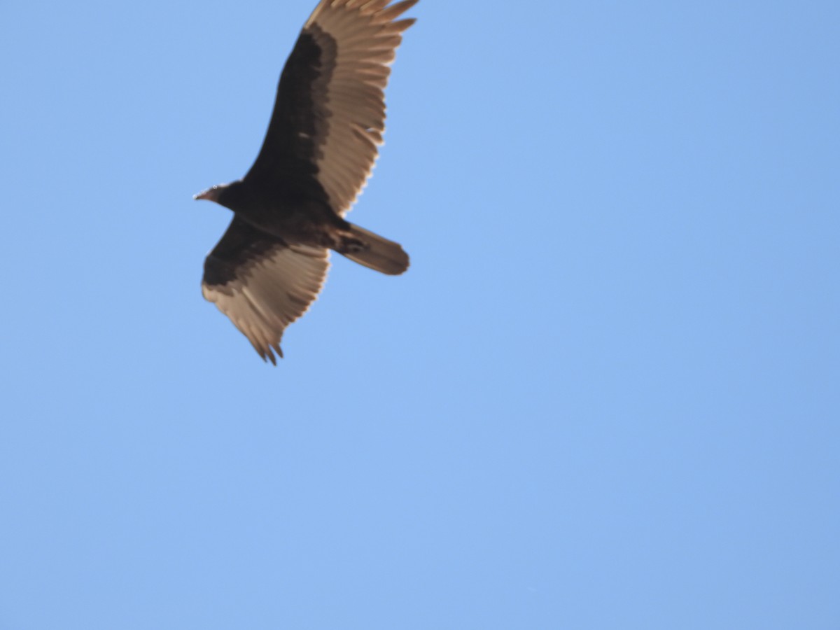 Turkey Vulture - ML641671438