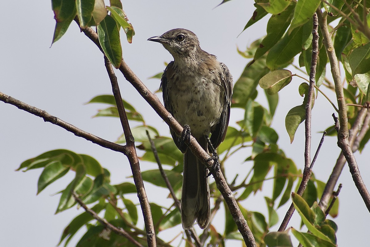 bahamasspottefugl - ML641671494
