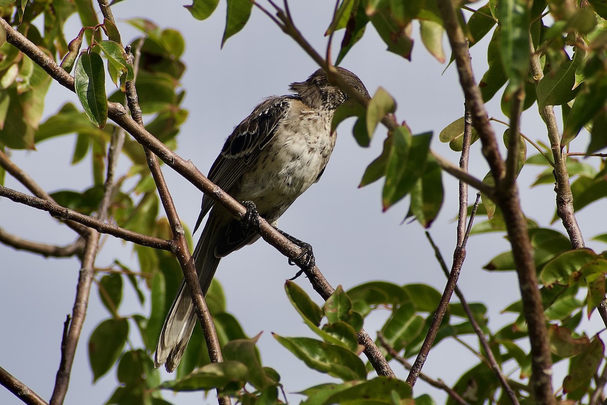 bahamasspottefugl - ML641671496