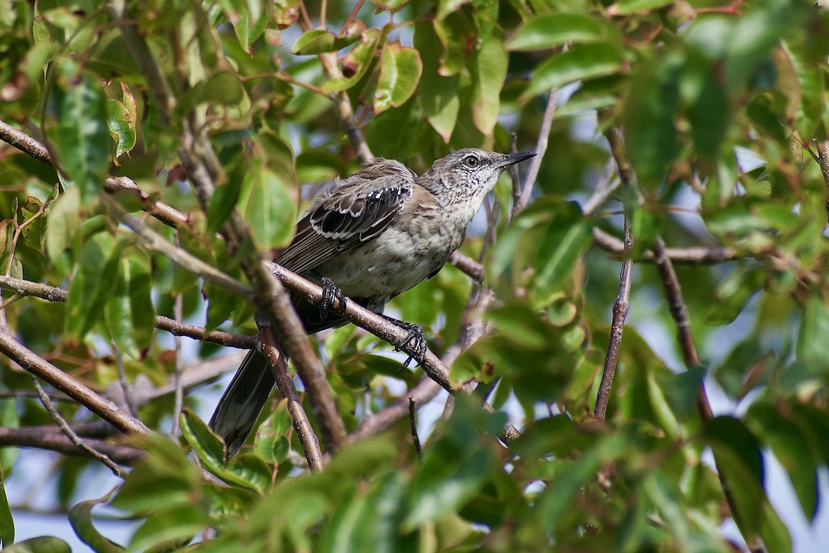 bahamasspottefugl - ML641671497