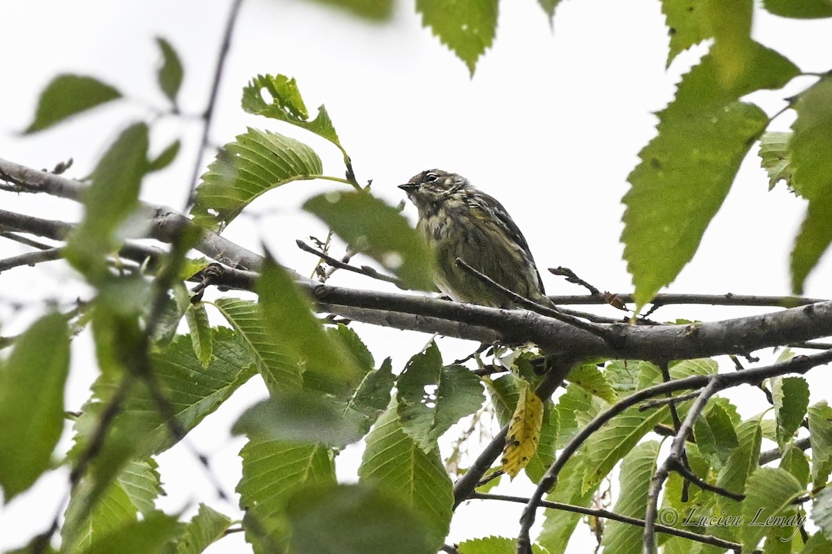 Yellow-rumped Warbler - ML641671501