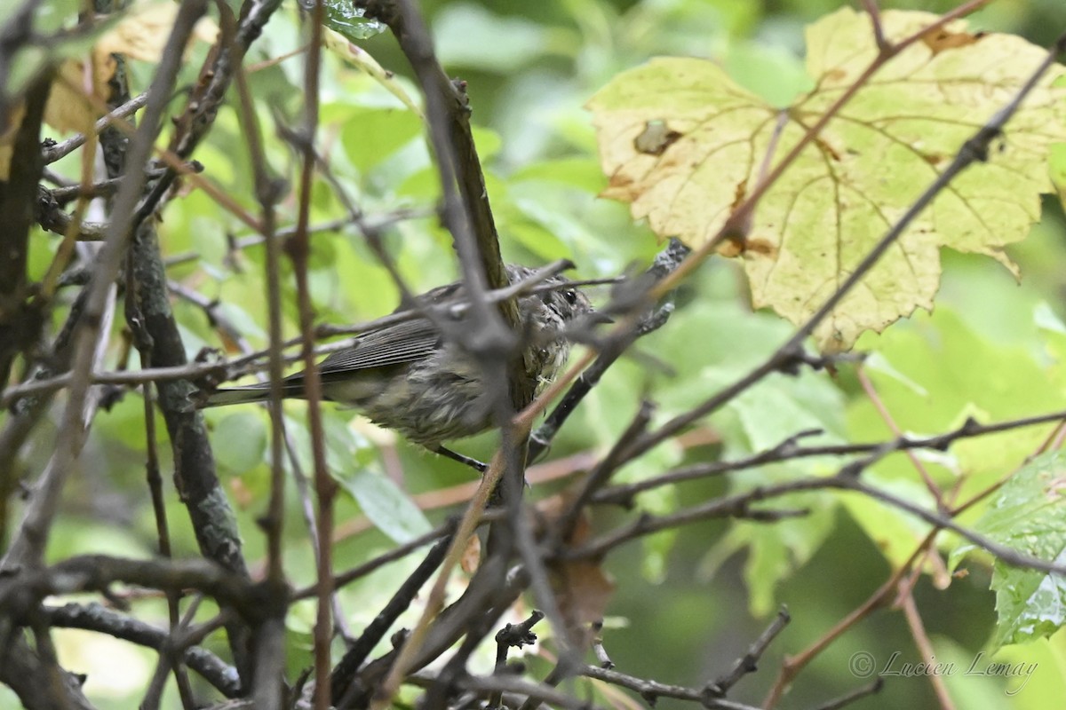 Yellow-rumped Warbler - ML641671521