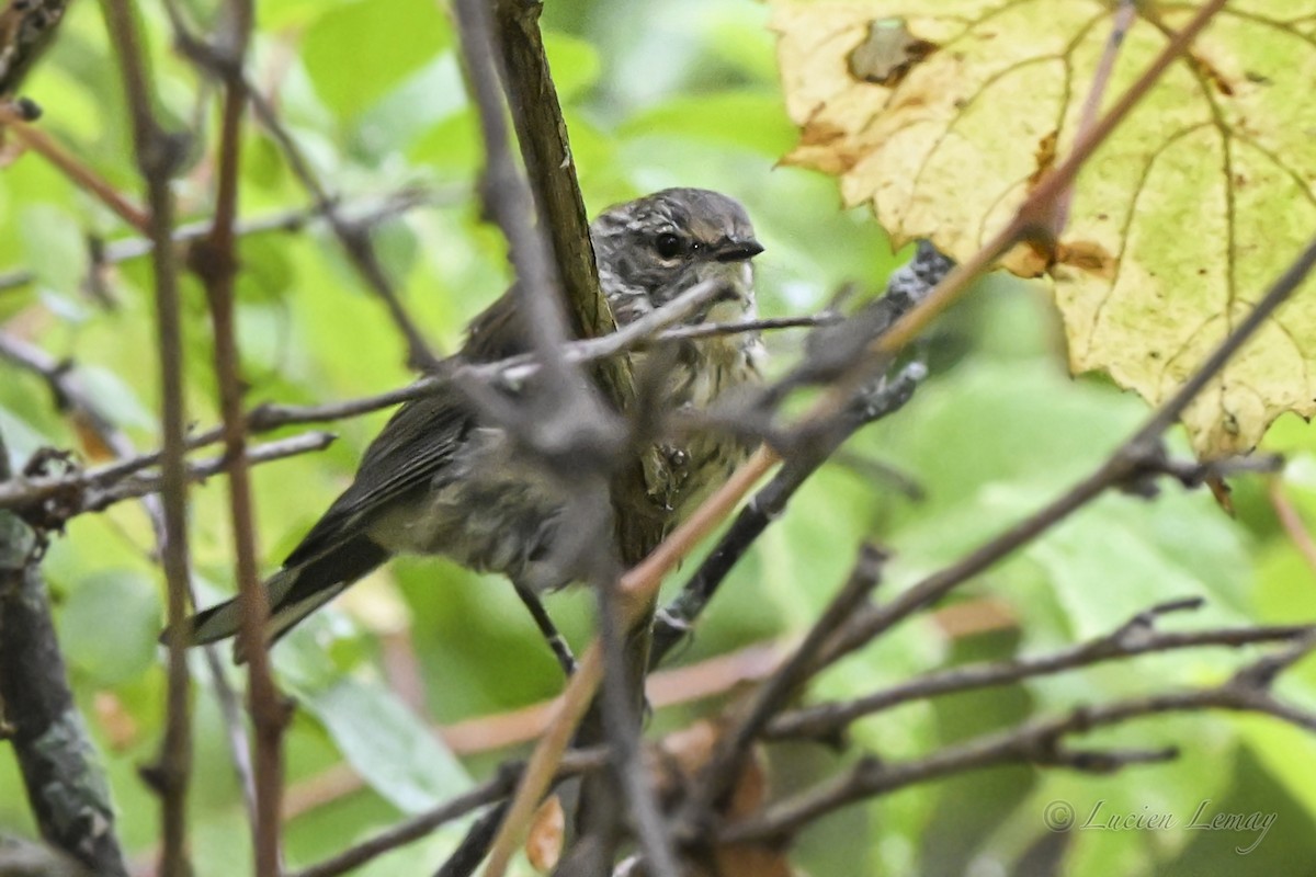 Yellow-rumped Warbler - ML641671544