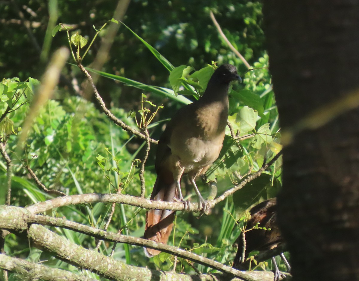 Rufous-vented Chachalaca - ML641671600