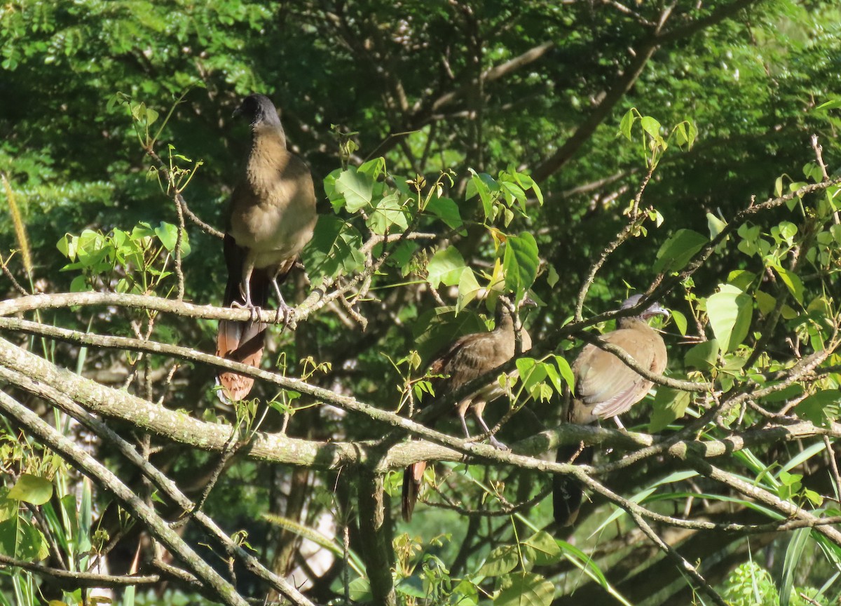 Rufous-vented Chachalaca - ML641671601