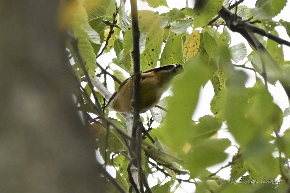 Garrapo kanadarra - ML641671617