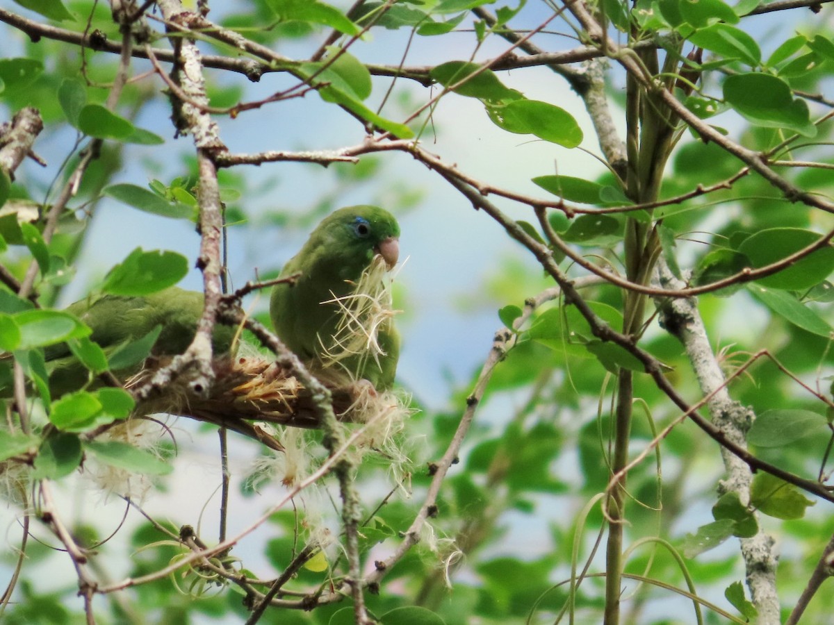 Spectacled Parrotlet - ML641671651