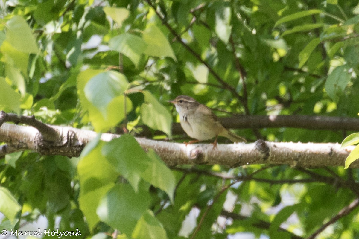 Manchurian Bush Warbler - ML641671658
