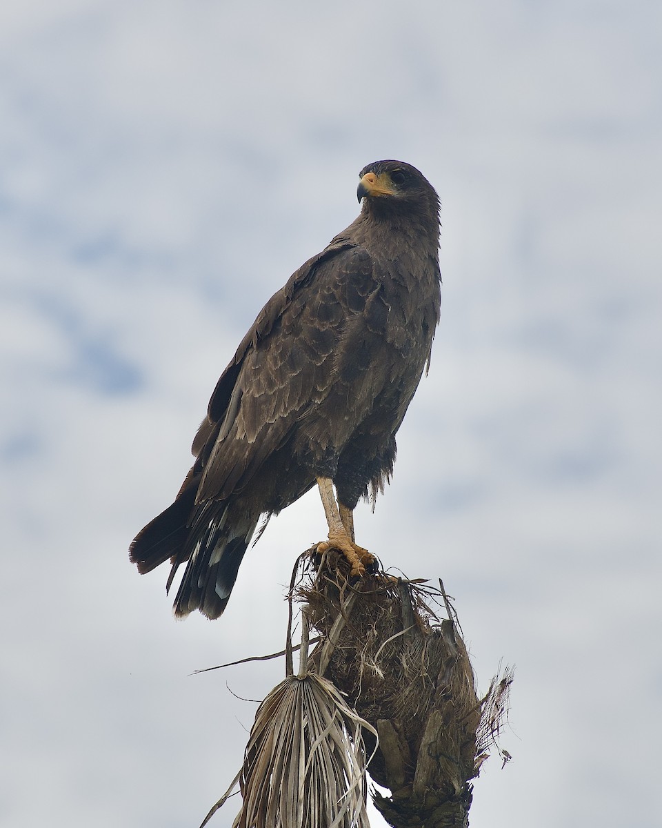 Cuban Black Hawk - ML641671698