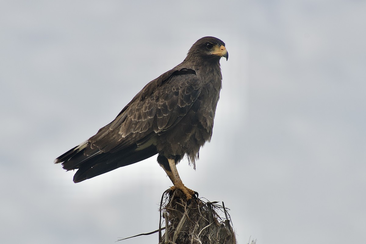 Cuban Black Hawk - ML641671699