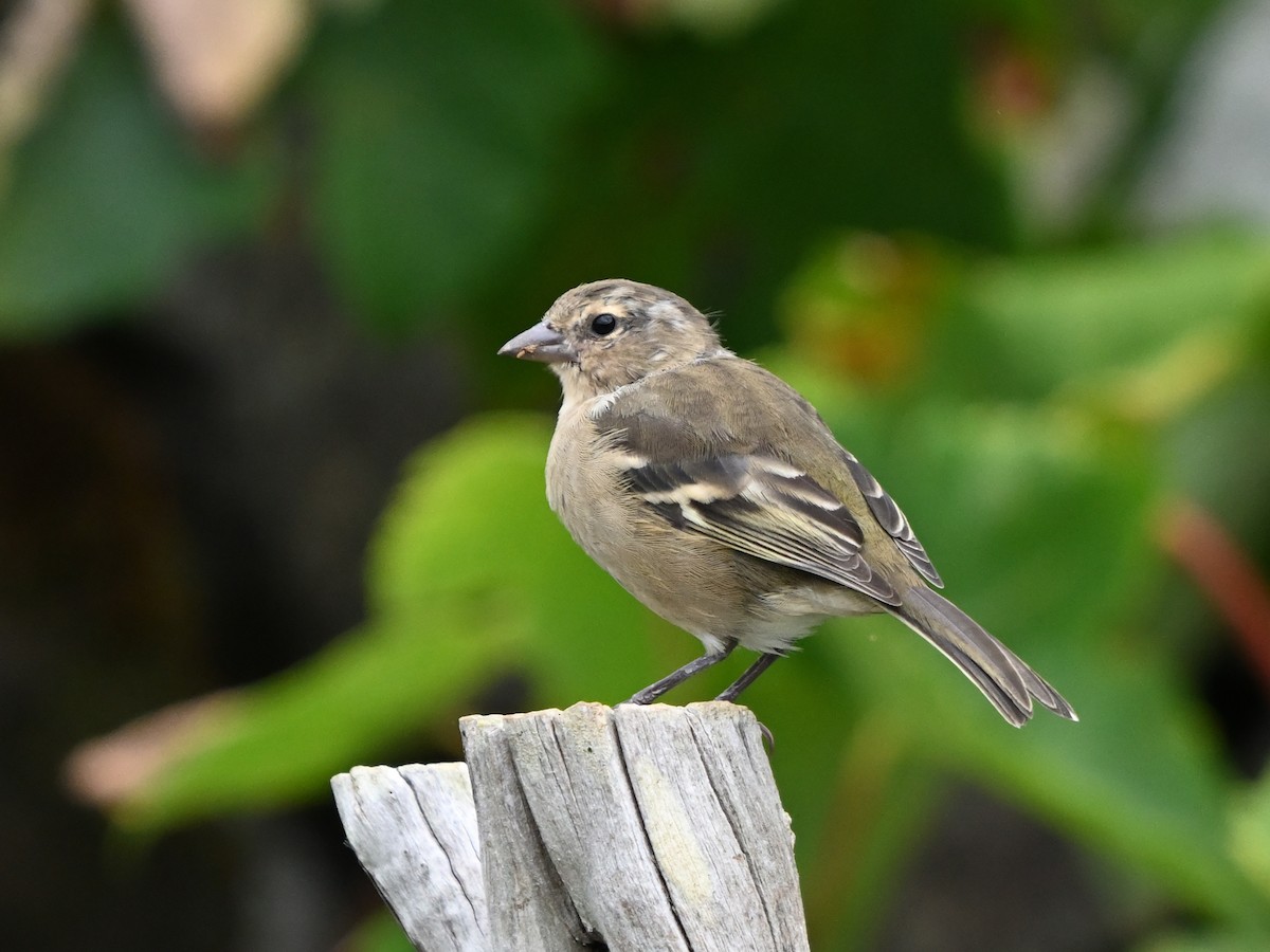 Azores Chaffinch - ML641671705