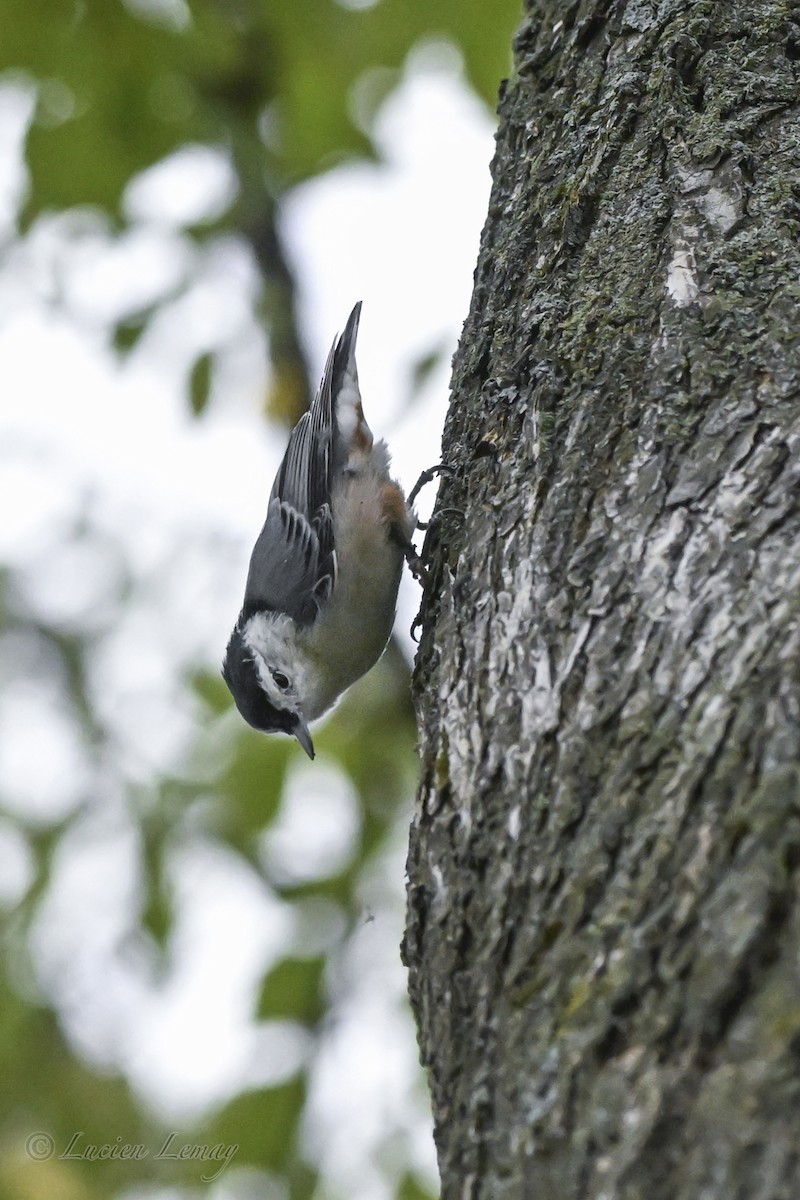 White-breasted Nuthatch - ML641671710