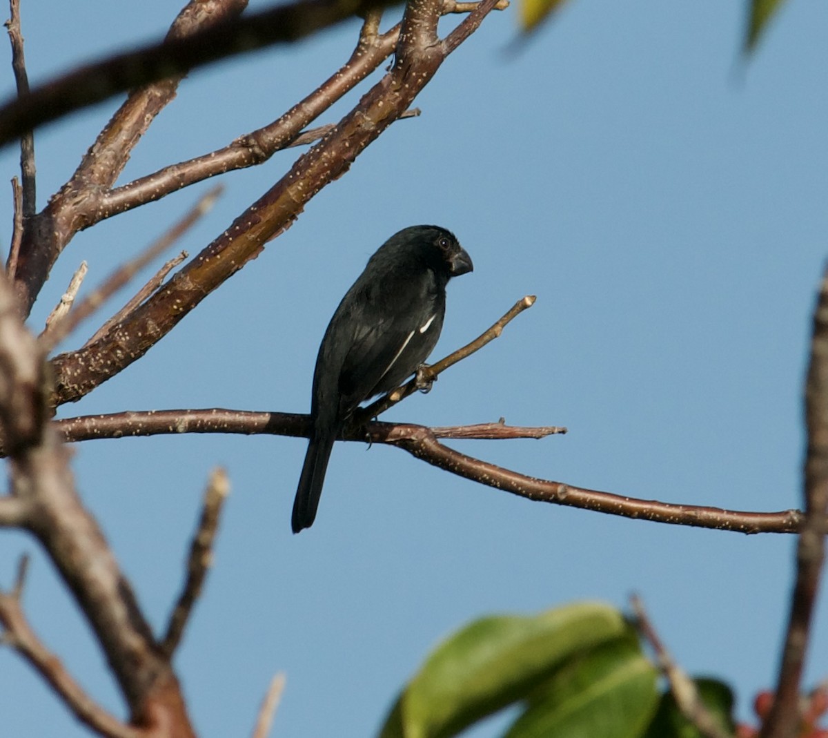 Grand Cayman Bullfinch - ML641671748