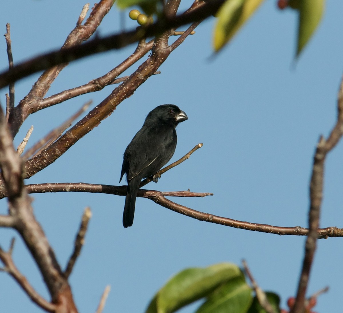 Grand Cayman Bullfinch - ML641671750