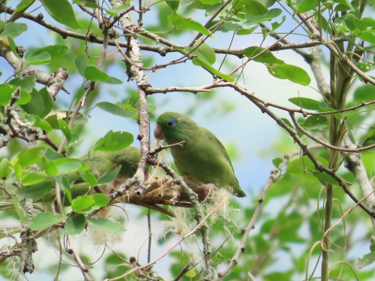 Spectacled Parrotlet - ML641671775