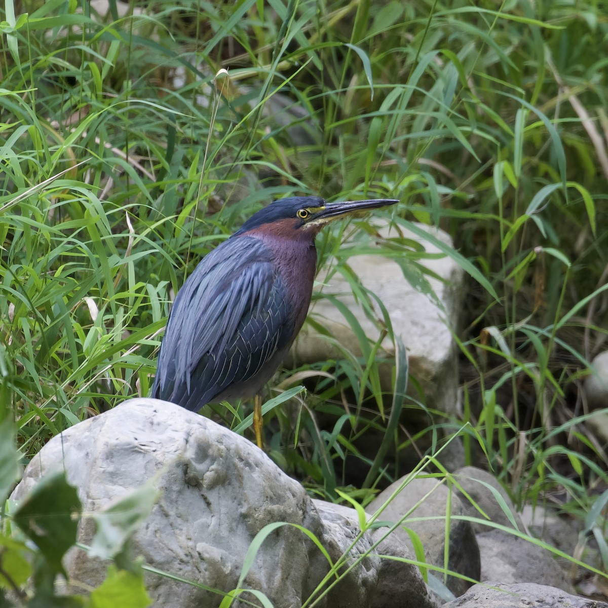 Green Heron - ML641671799