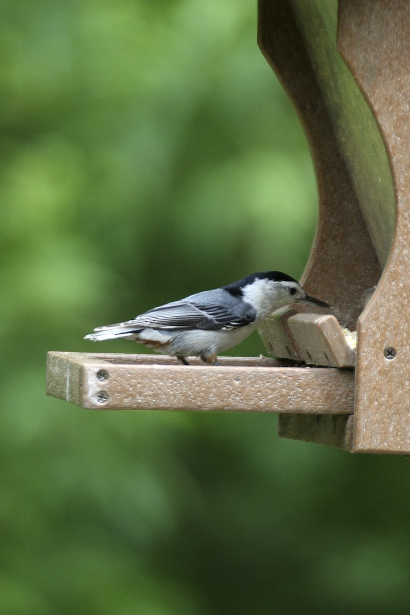 White-breasted Nuthatch - ML641671854