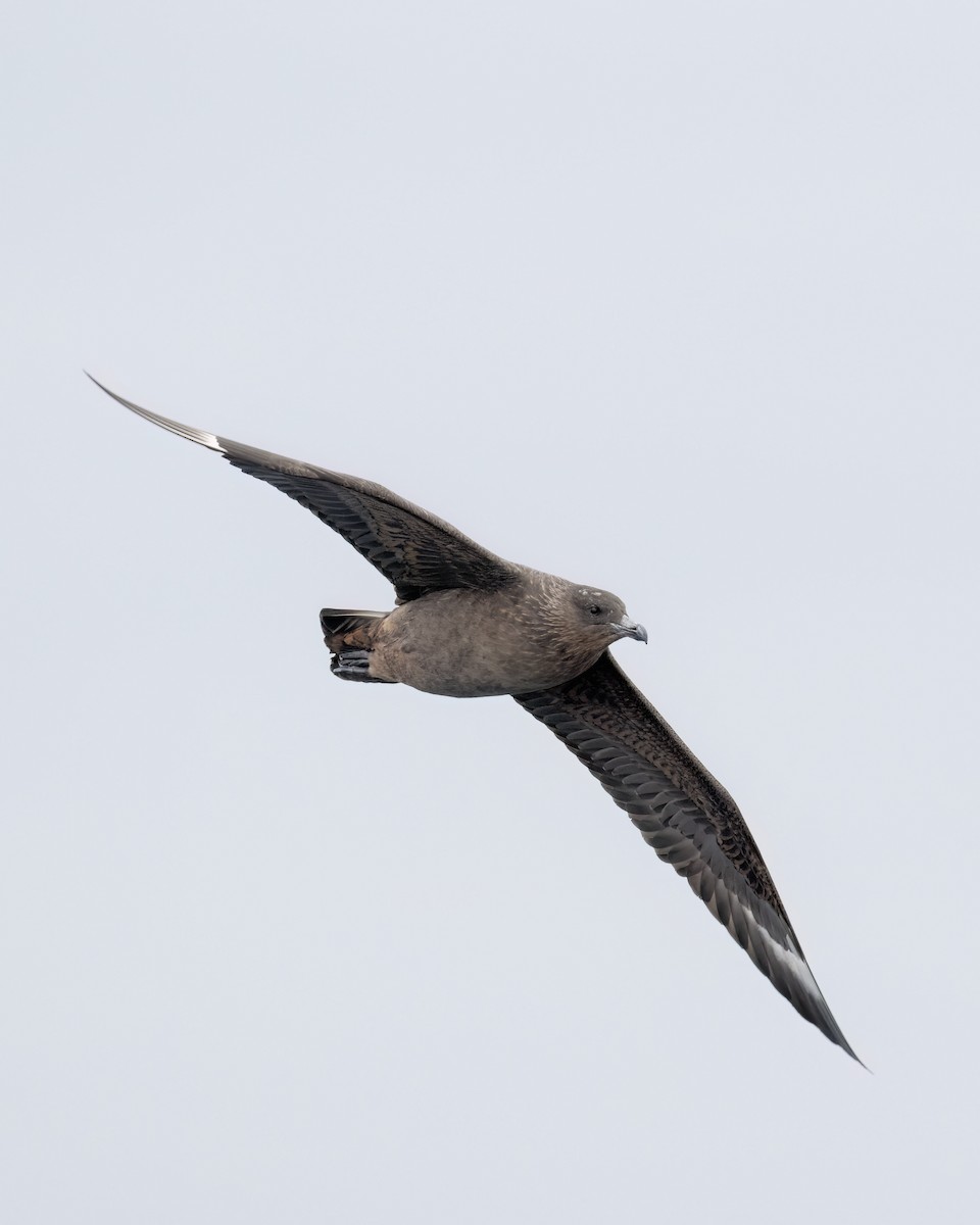 Chilean Skua - ML641671860