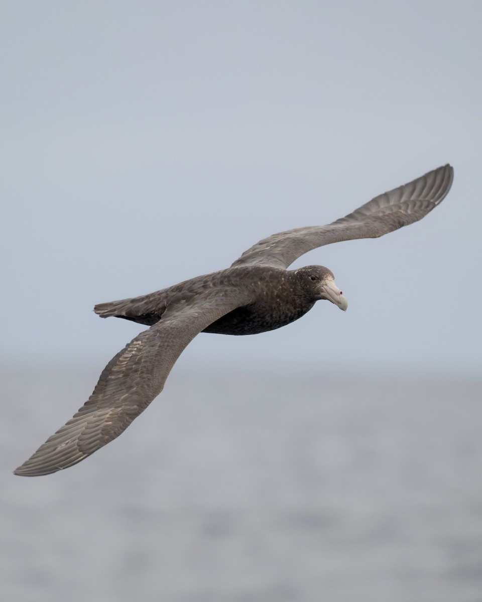 Southern Giant-Petrel - ML641671896