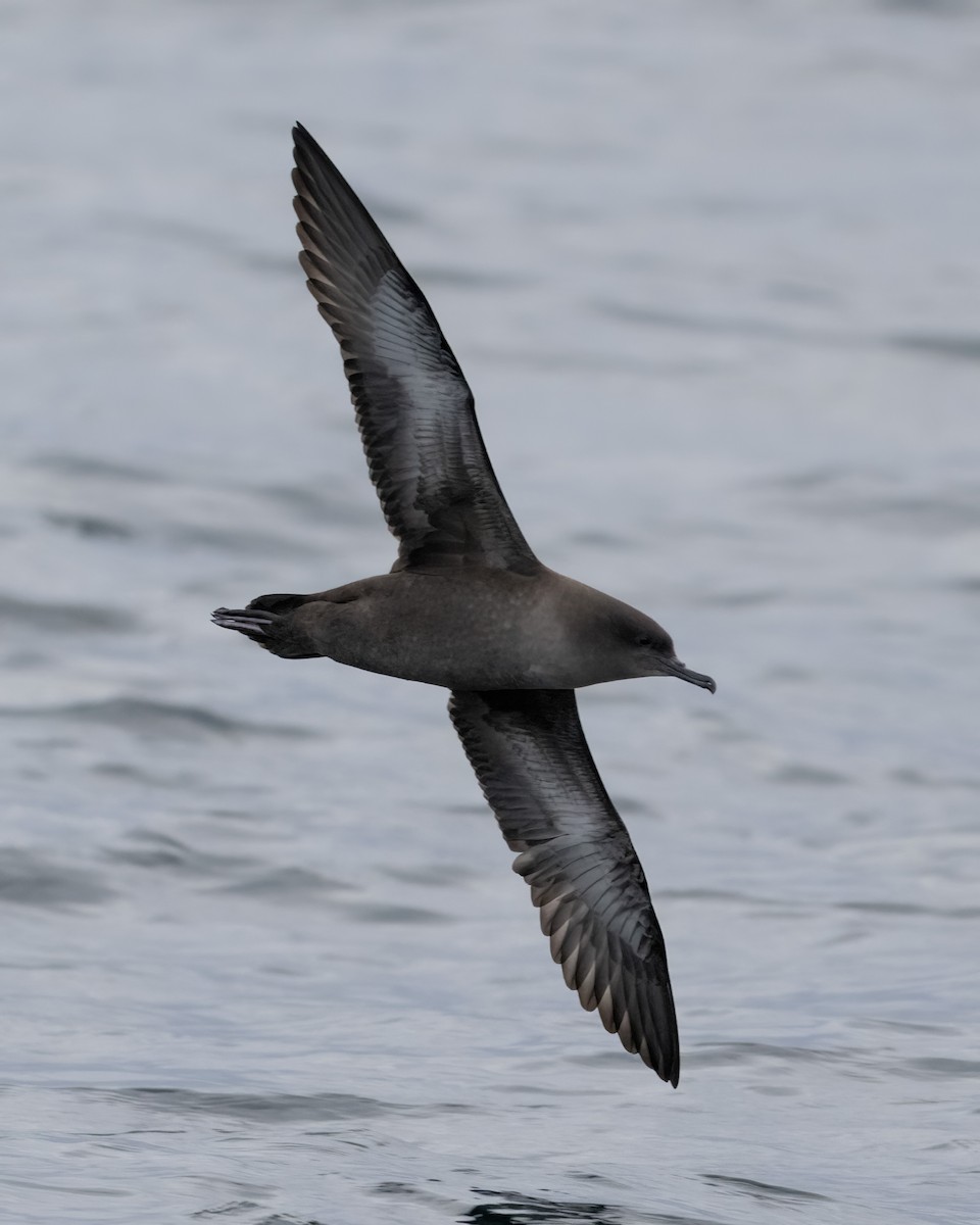 Sooty Shearwater - ML641671909