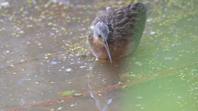 Virginia Rail - ML641671933