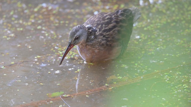 Virginia Rail - ML641671942