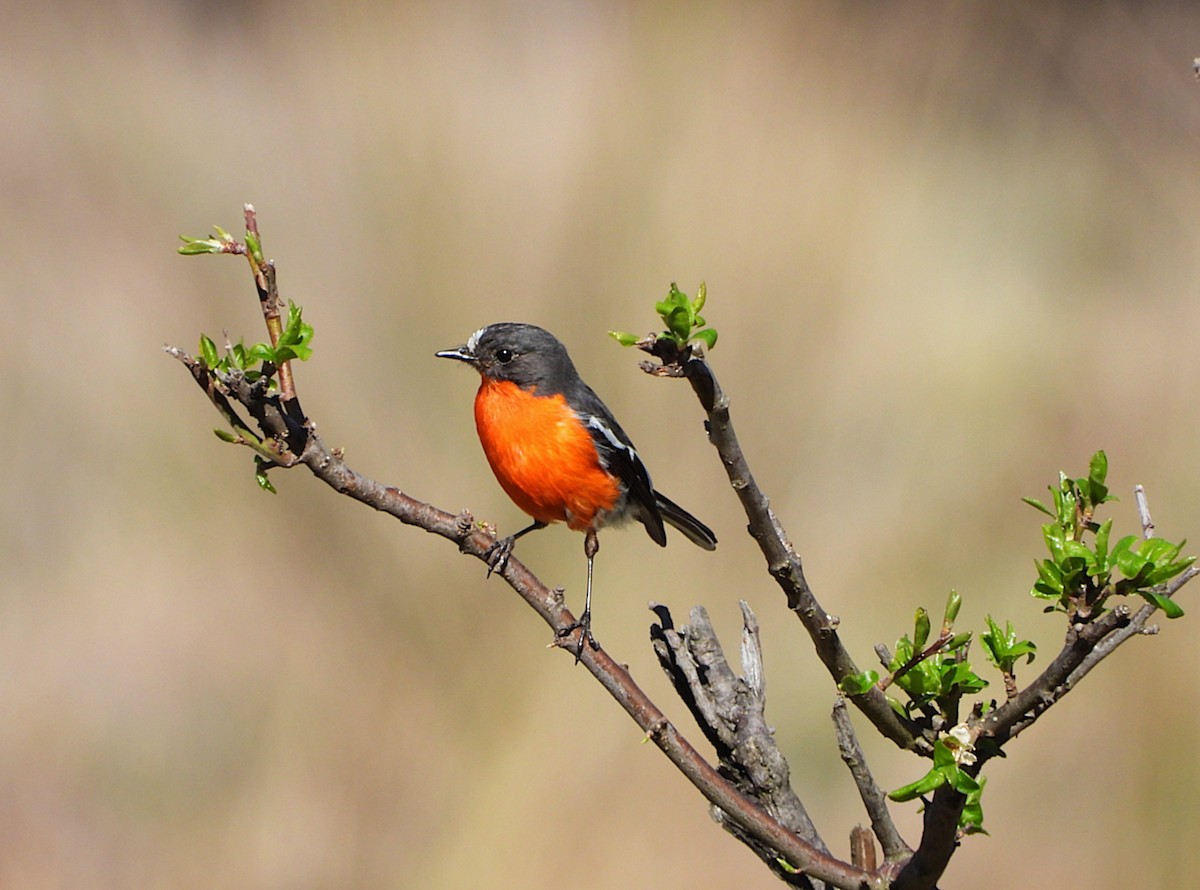 Flame Robin - ML641671947