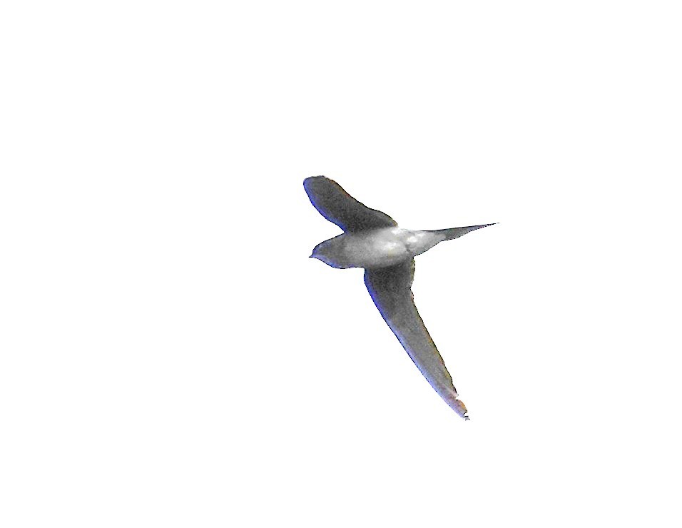 カンムリアマツバメ - ML641671956