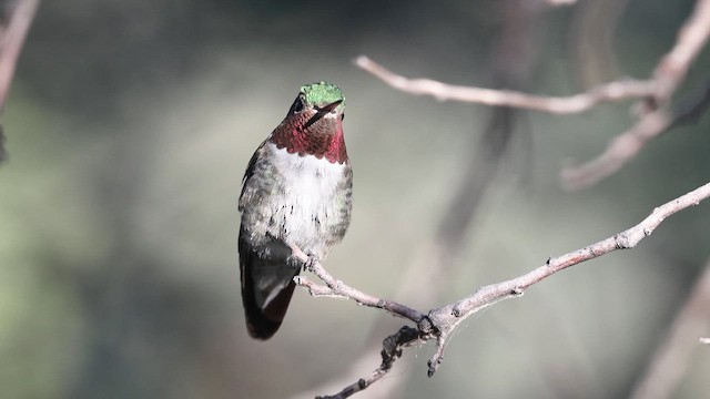 Broad-tailed Hummingbird - ML641671972