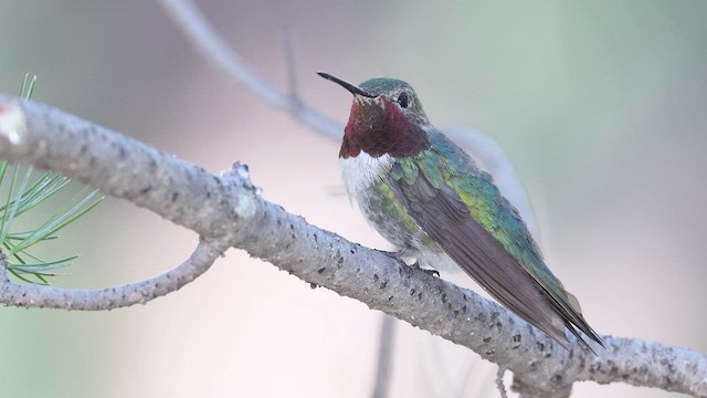 Broad-tailed Hummingbird - ML641671973