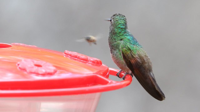 Berylline Hummingbird - ML641671983