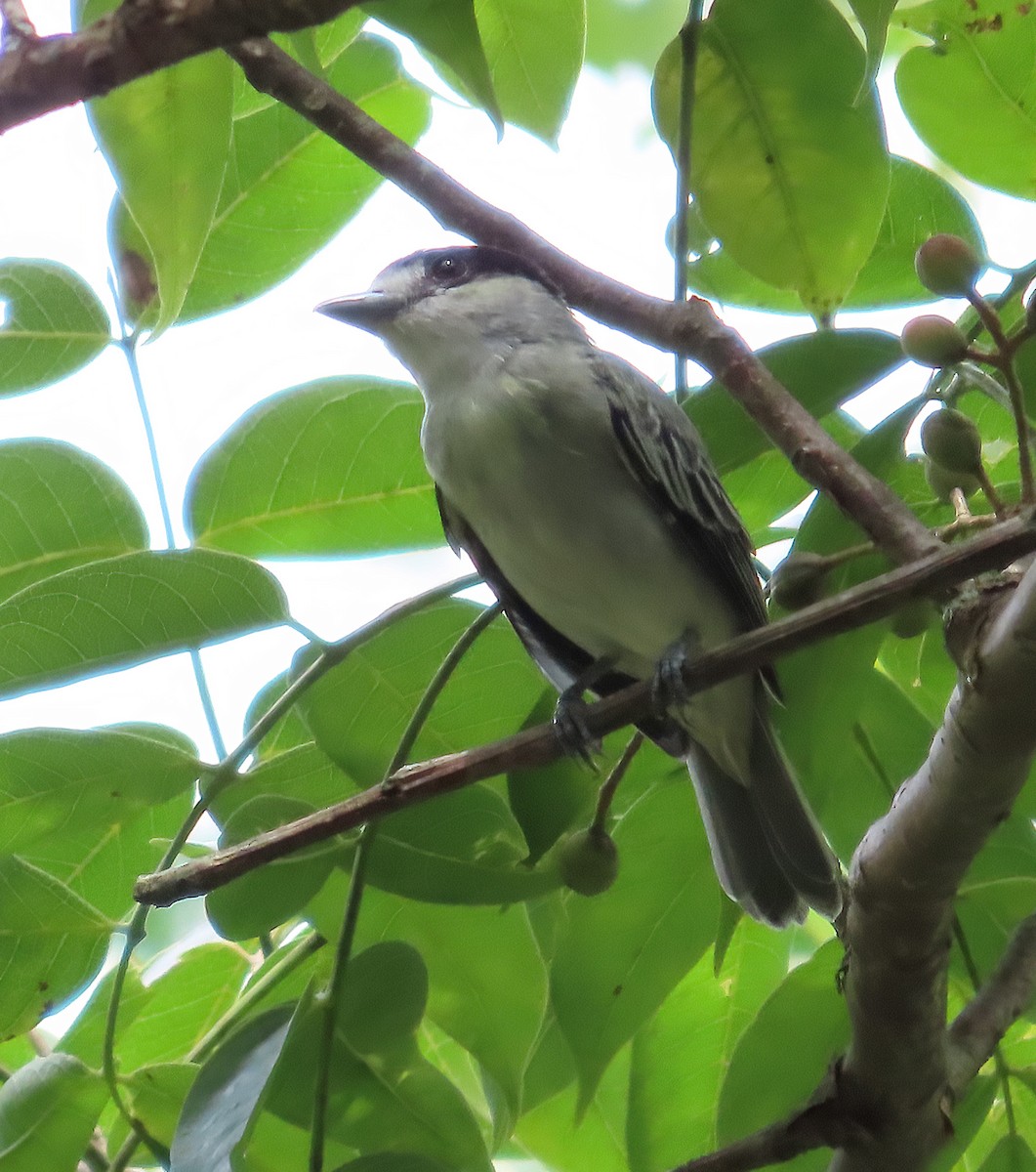 Cinereous Becard - ML641671985