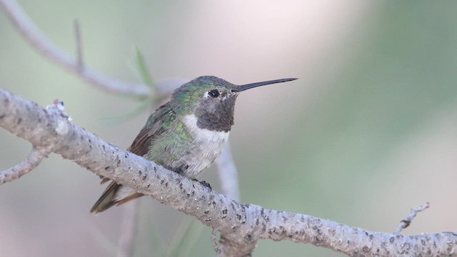 Broad-tailed Hummingbird - ML641671996