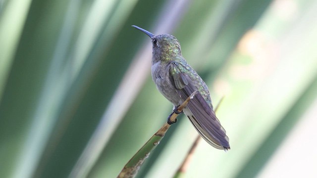 Black-chinned Hummingbird - ML641672036