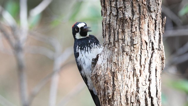 Acorn Woodpecker - ML641672041