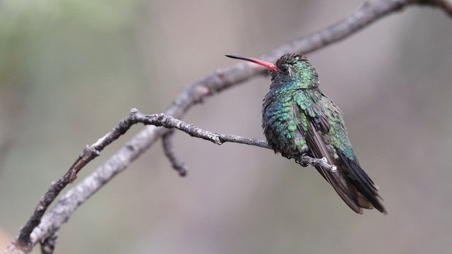 Broad-billed Hummingbird - ML641672042