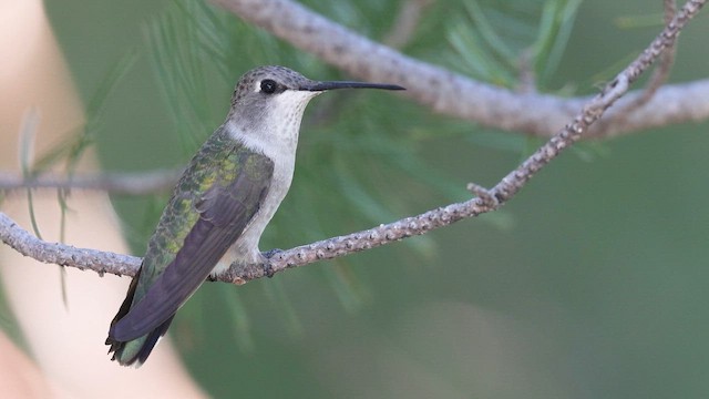 Black-chinned Hummingbird - ML641672046