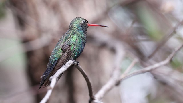 Broad-billed Hummingbird - ML641672048